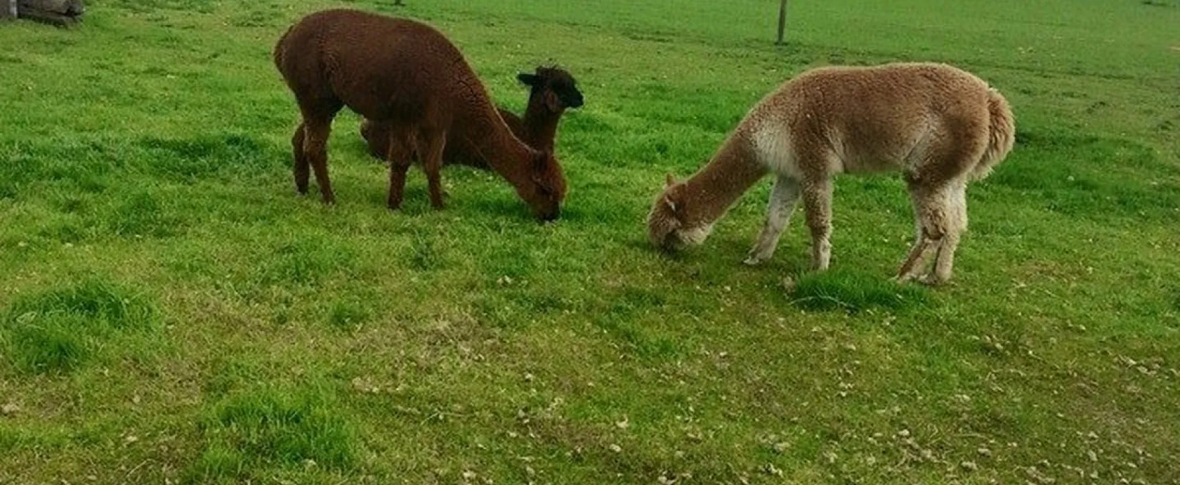 De Weerd's Hertenboerderij (in Nijbroek)