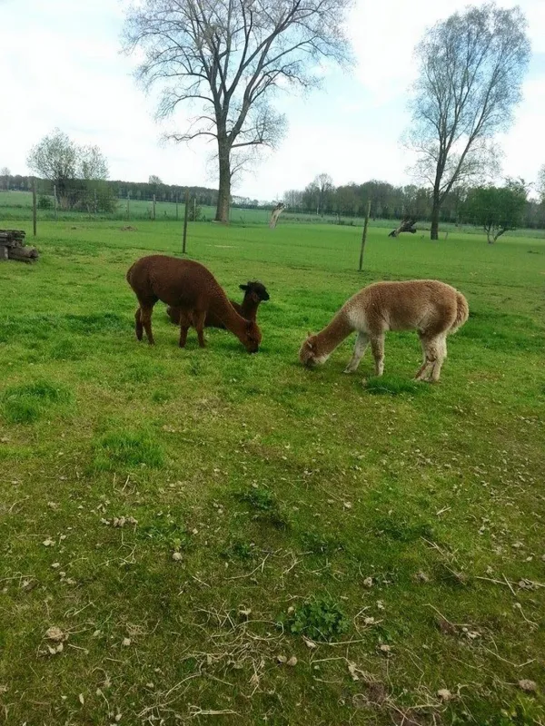 De Weerd's Hertenboerderij (in Nijbroek)
