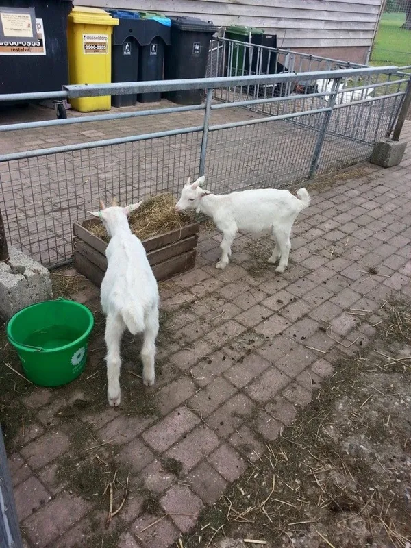 De Weerd's Hertenboerderij (in Nijbroek)