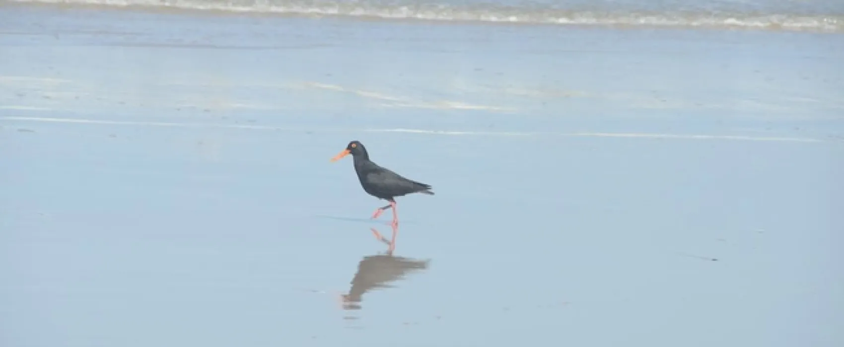 West Coast Luxury Tents