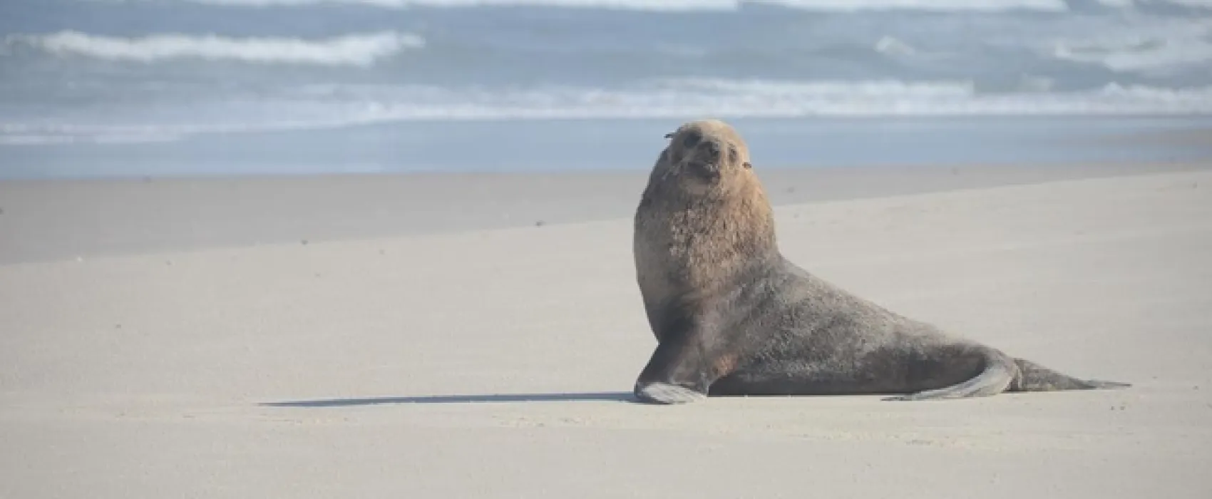 West Coast Luxury Tents