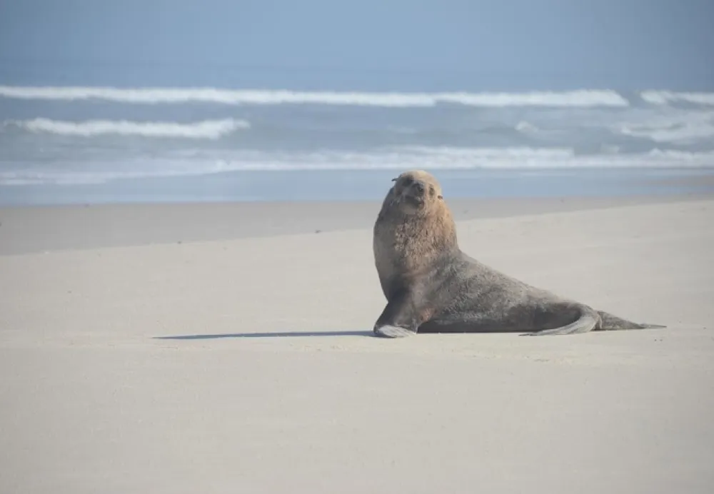 West Coast Luxury Tents