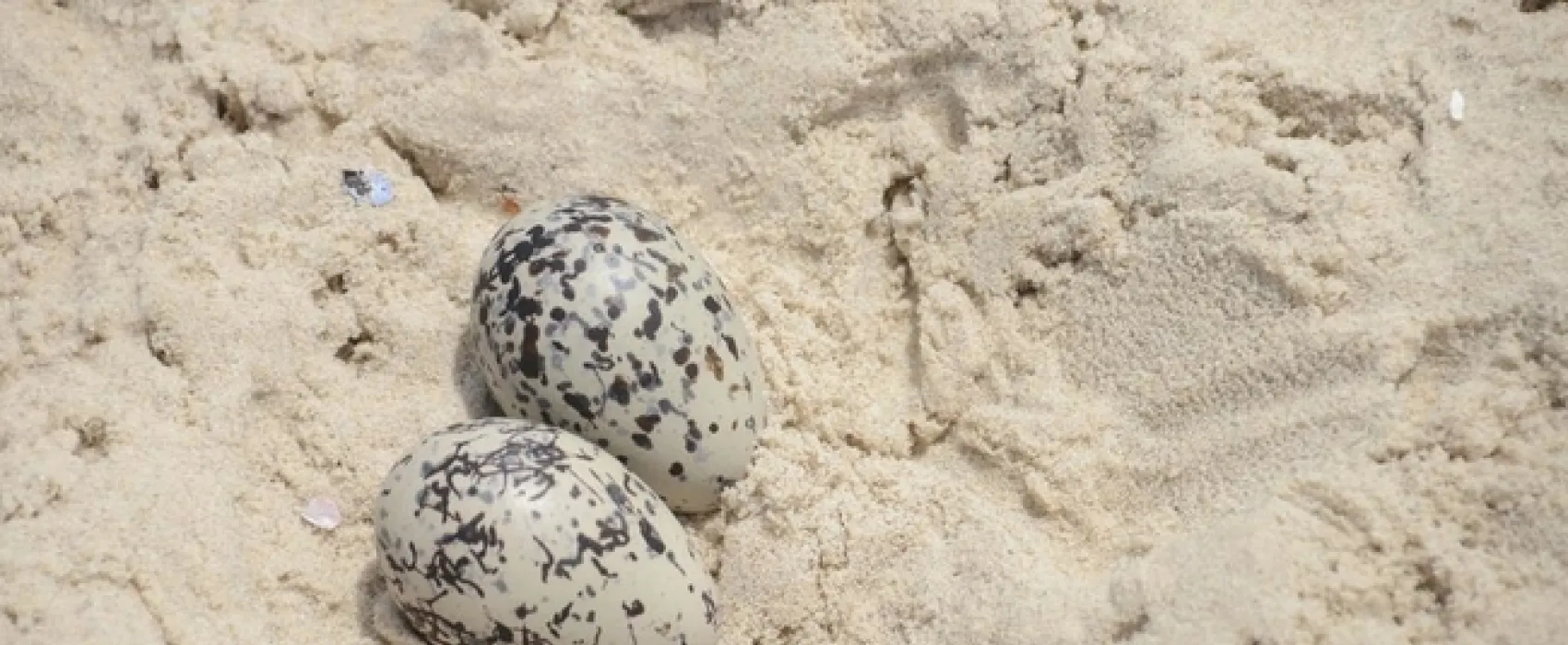 West Coast Luxury Tents