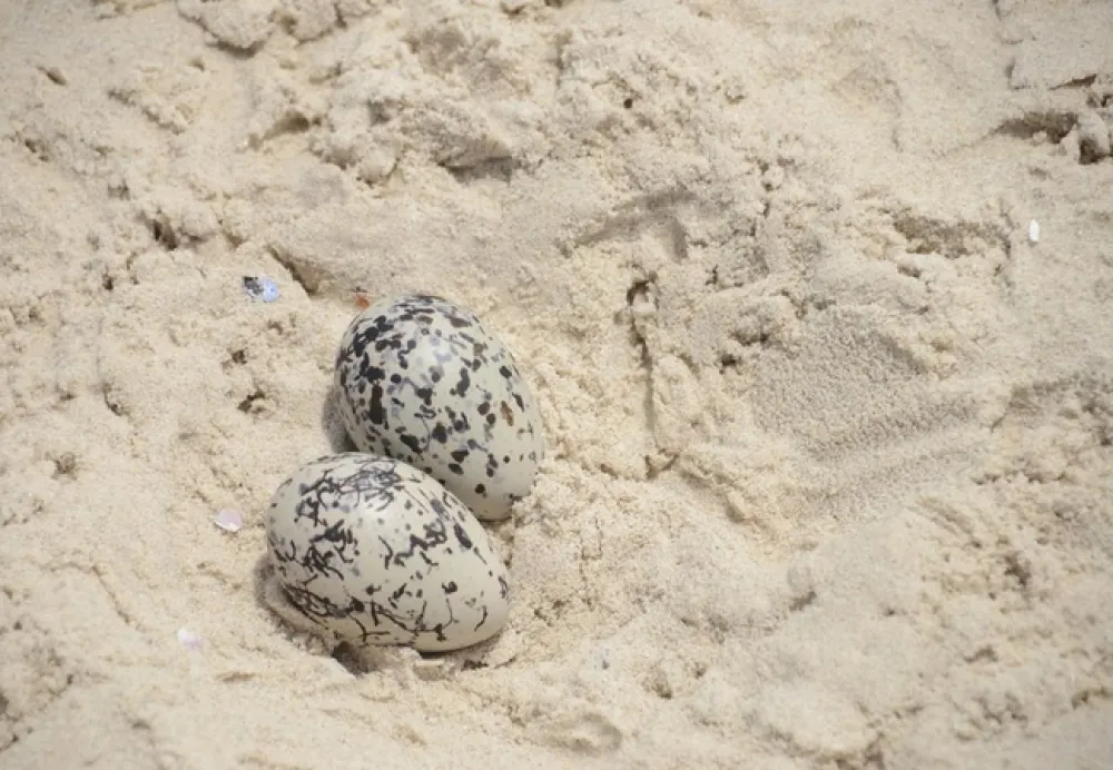 West Coast Luxury Tents