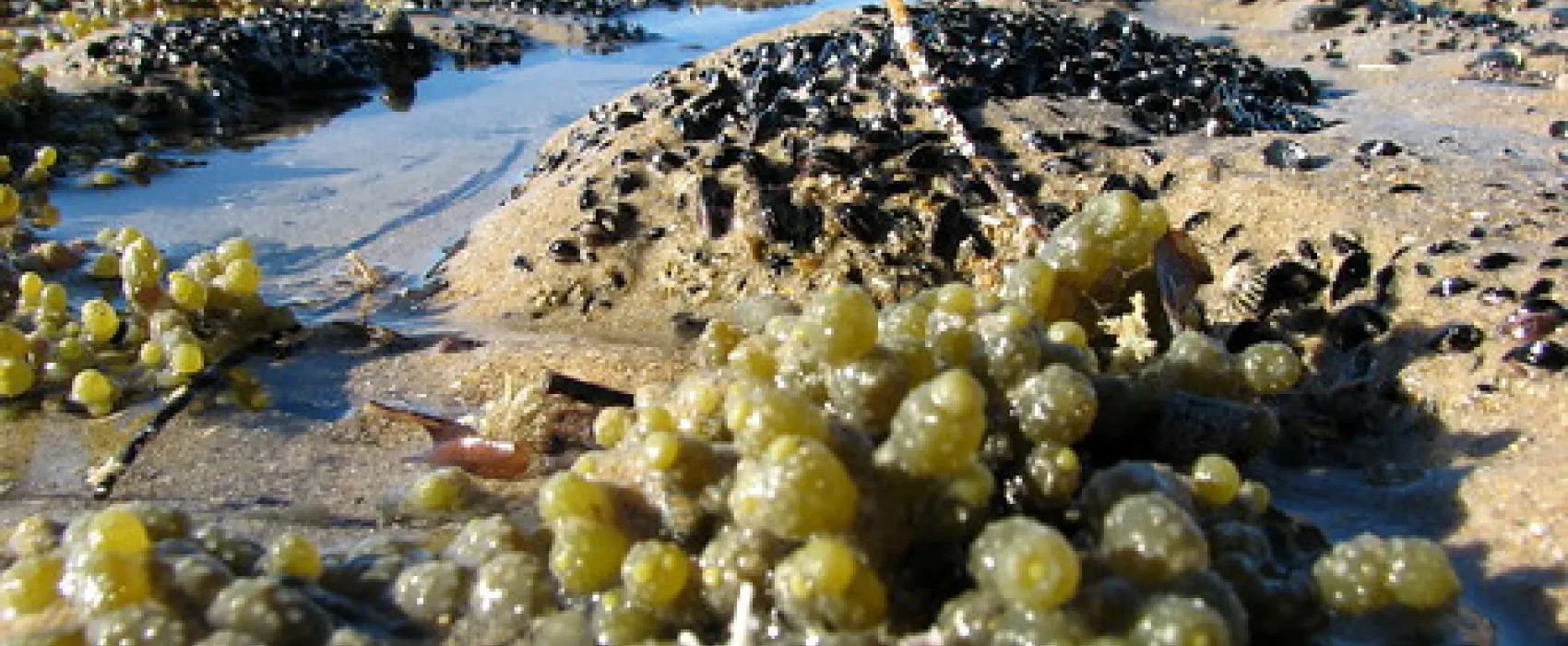 Point Leo Foreshore Reserve Campground