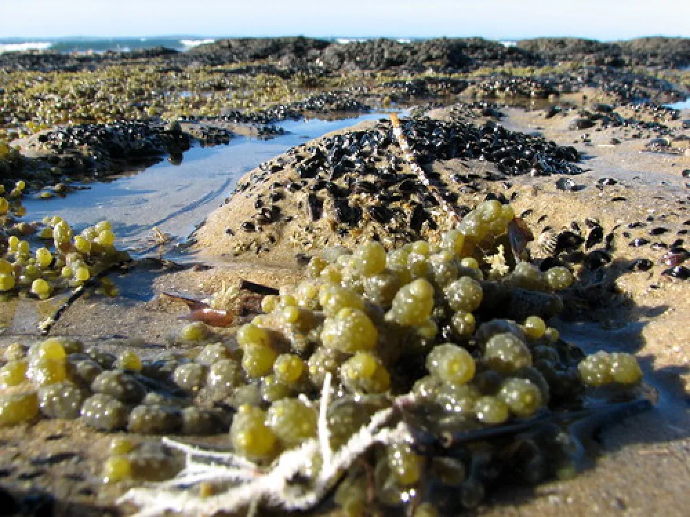 Point Leo Foreshore Reserve Campground