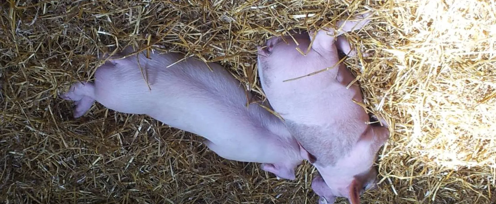 Mini-Camping am Mittelhof Höper