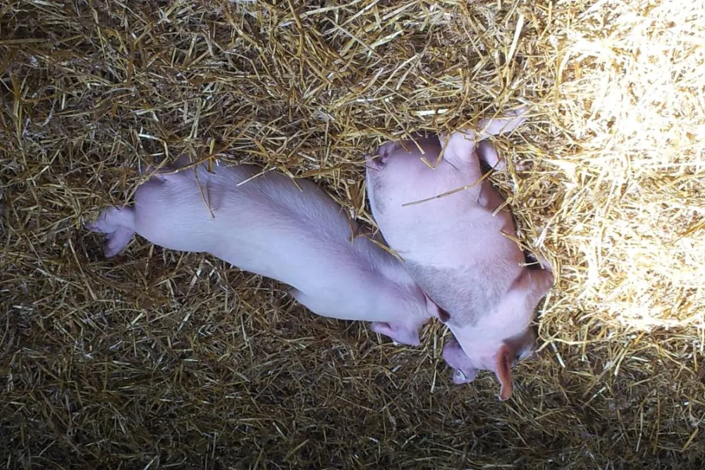 Mini-Camping am Mittelhof Höper