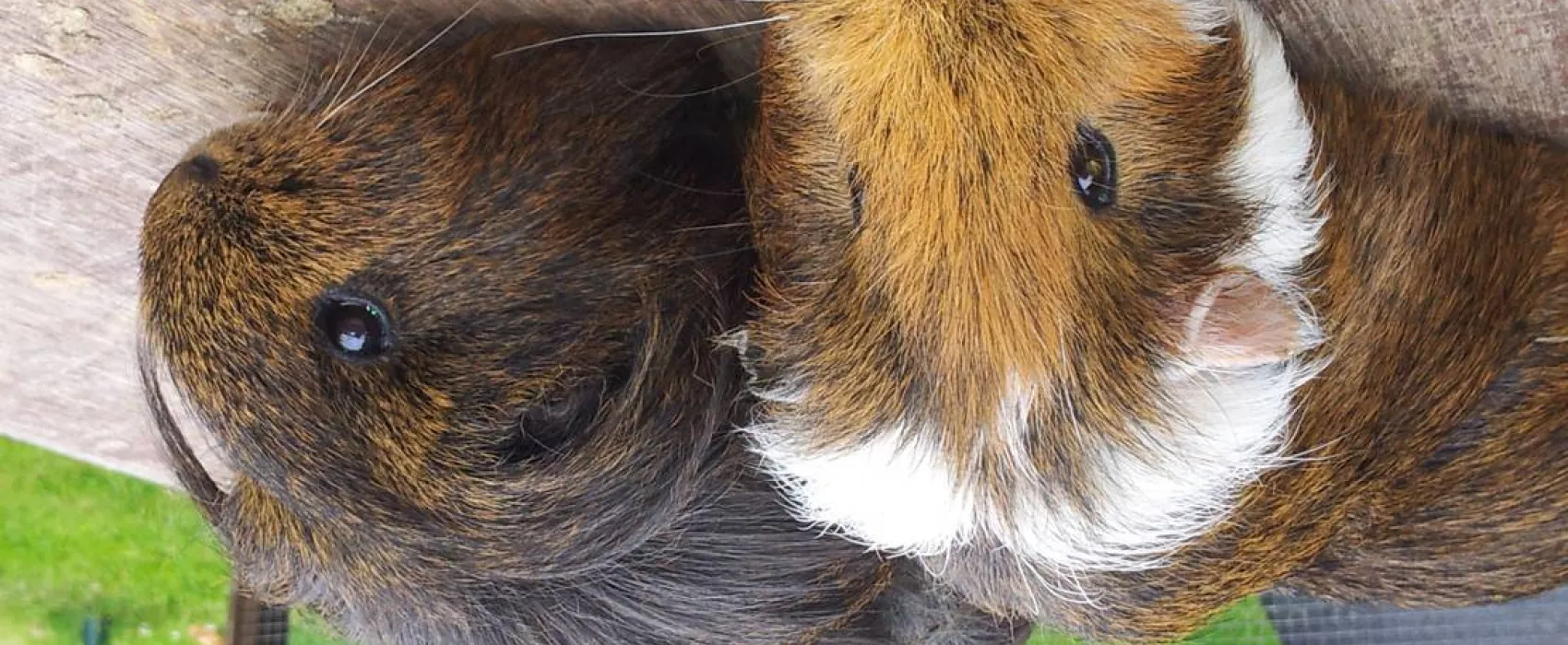 Mini-Camping am Mittelhof Höper