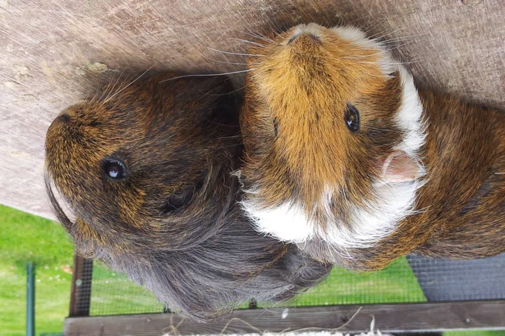 Mini-Camping am Mittelhof Höper