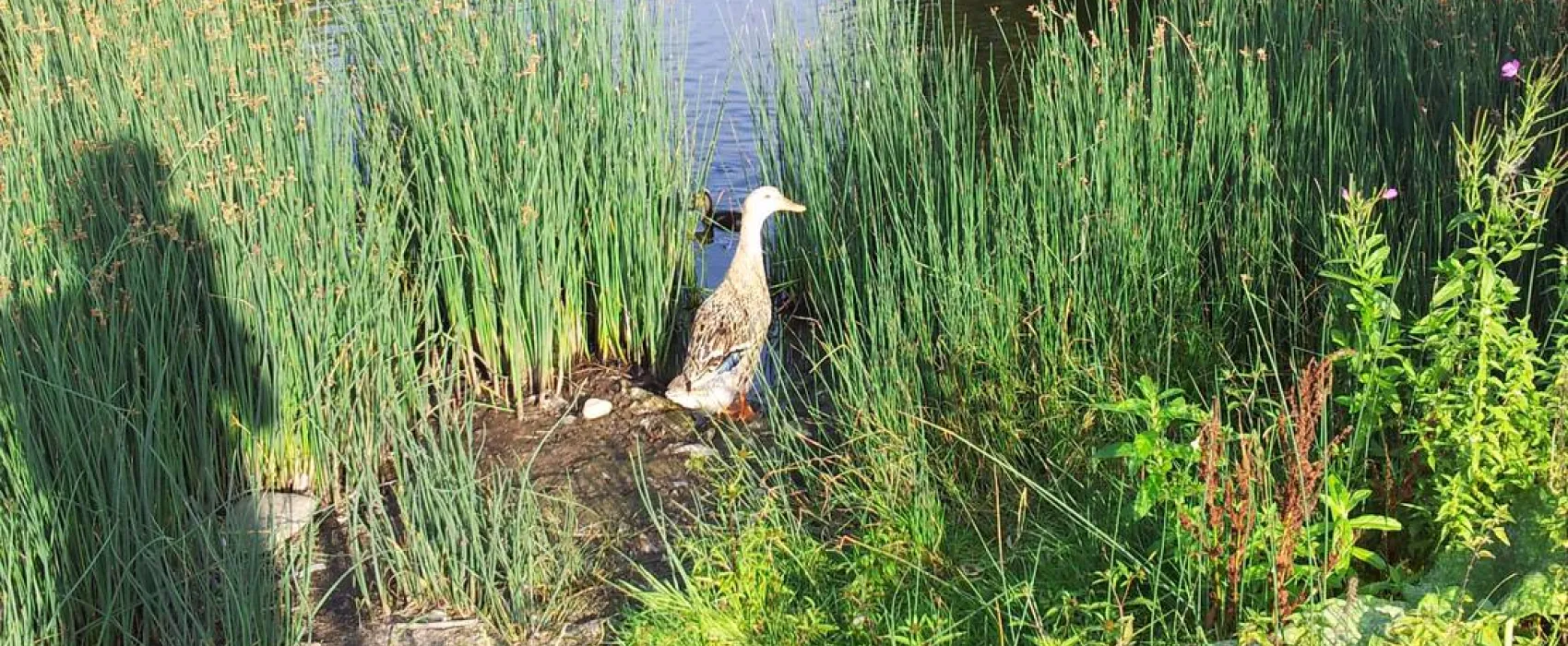 Mini-Camping am Mittelhof Höper