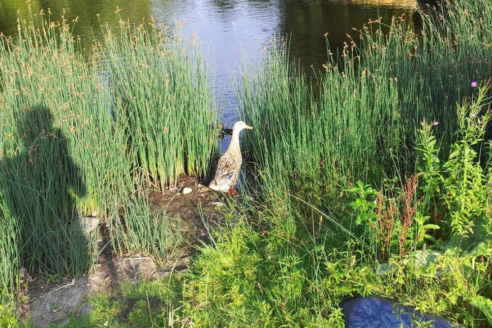Mini-Camping am Mittelhof Höper