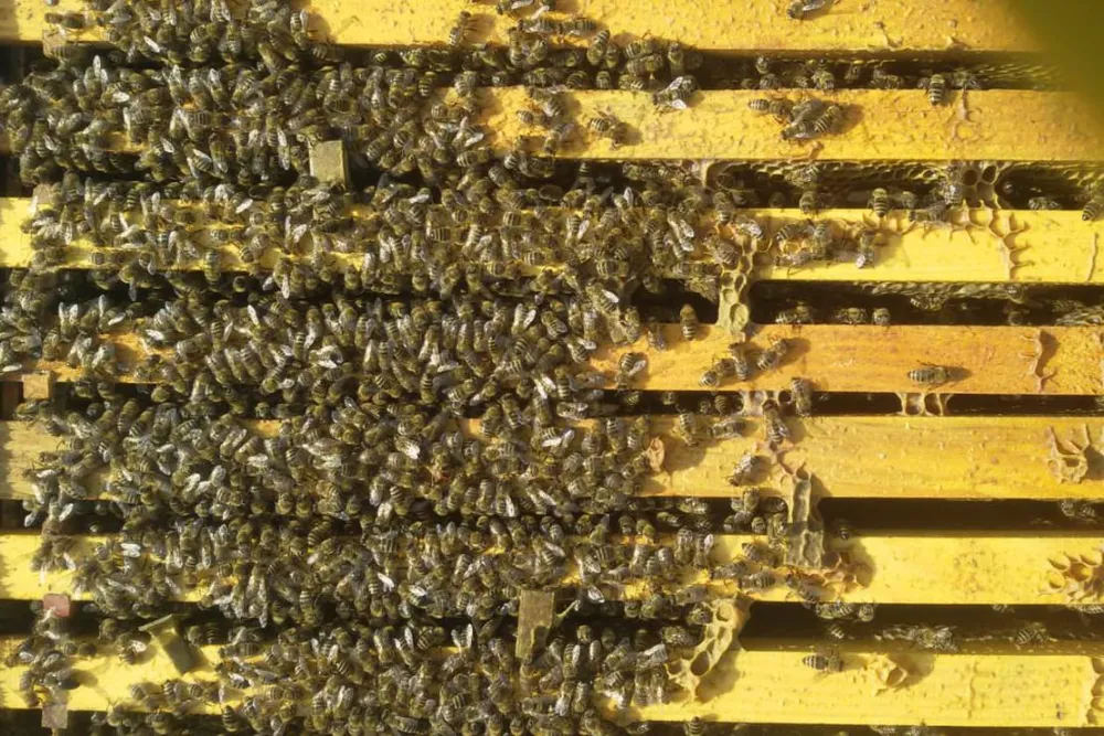 Camping farm Shelegur