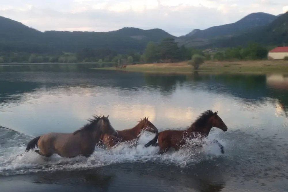 Camping farm Shelegur