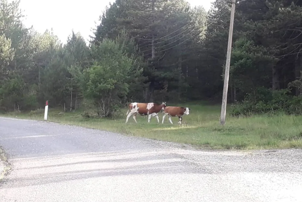 Camping farm Shelegur