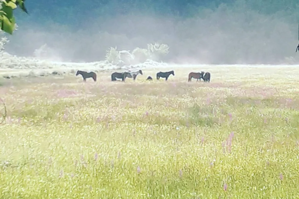 Camping farm Shelegur