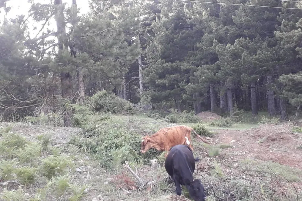 Camping farm Shelegur