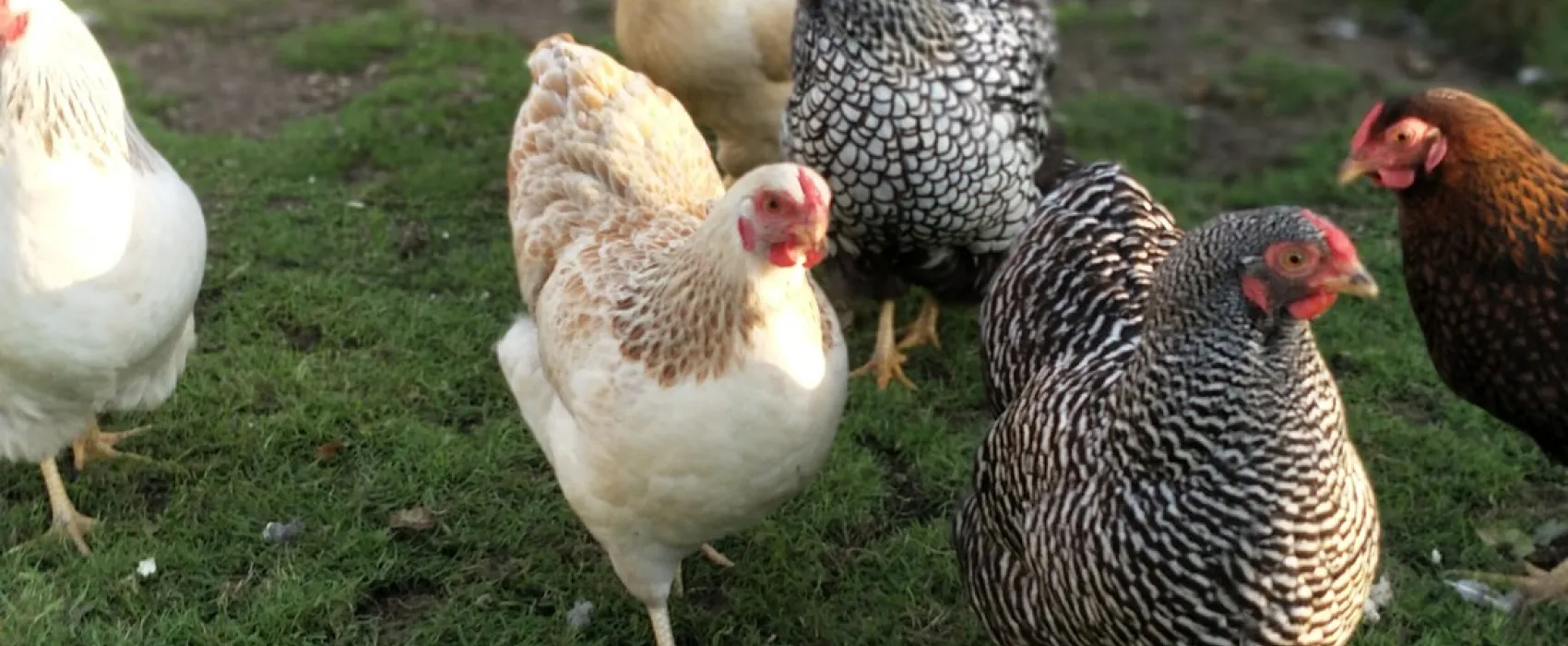 Minicamping de Appelboom