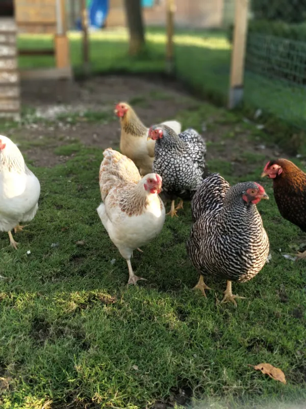 Minicamping de Appelboom