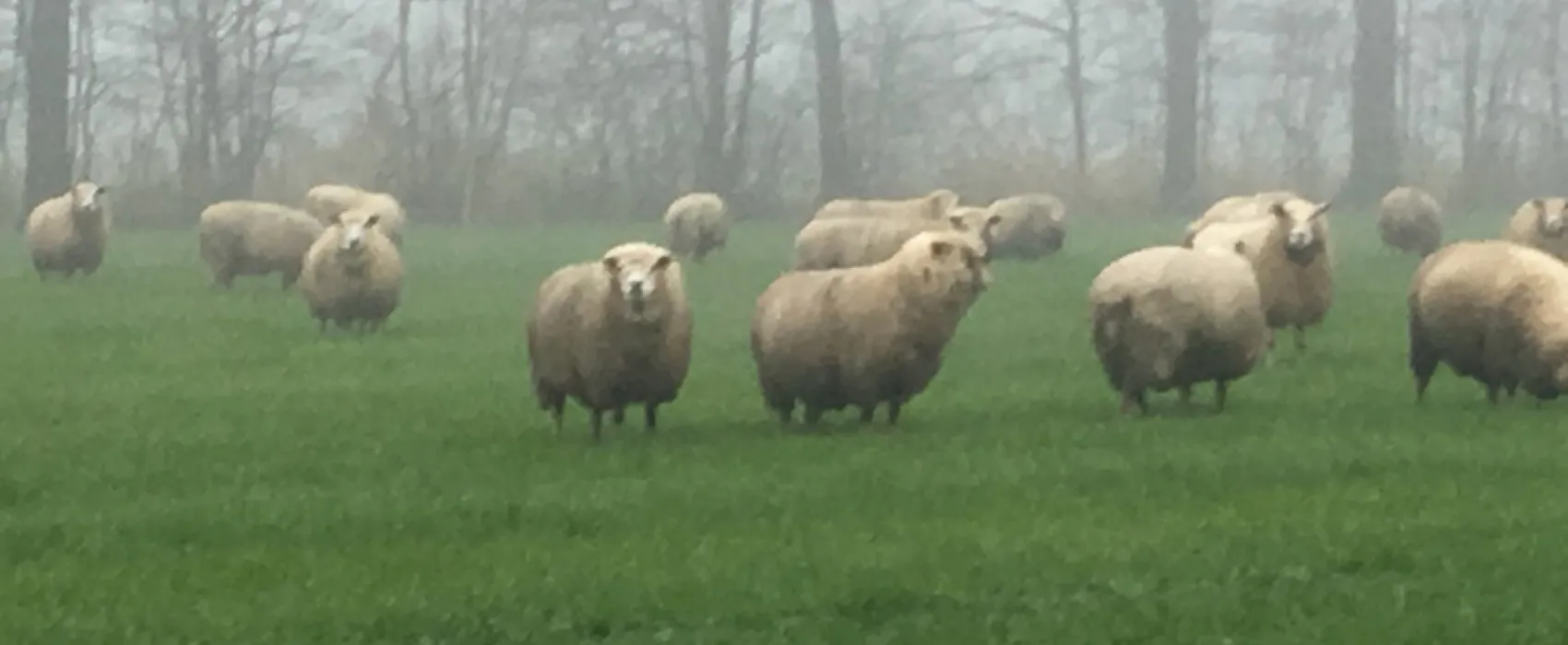 Minicamping de Appelboom