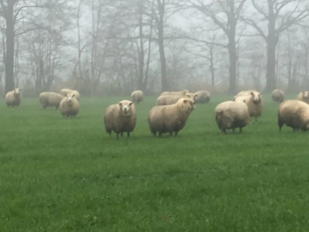 Minicamping de Appelboom