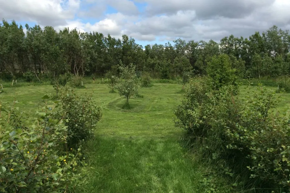 Mosskógar Camping Iceland