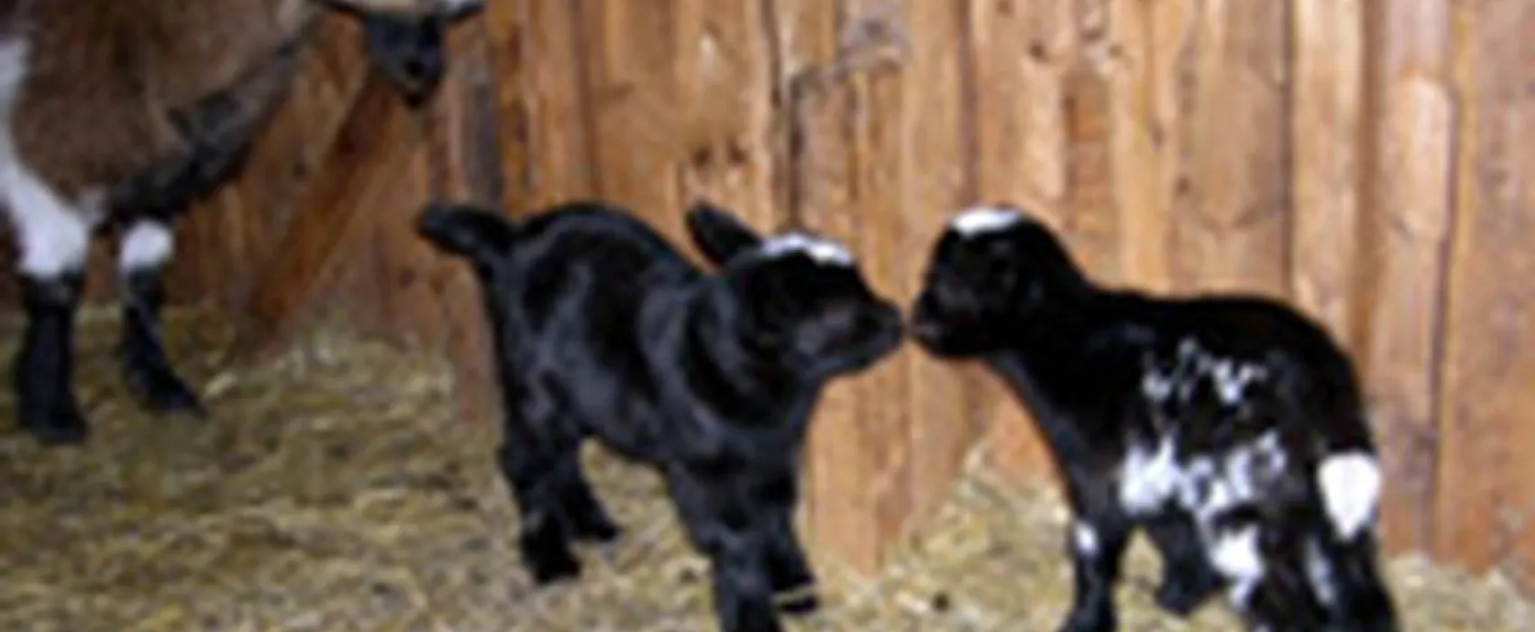 Campingplatz Sonnenhof