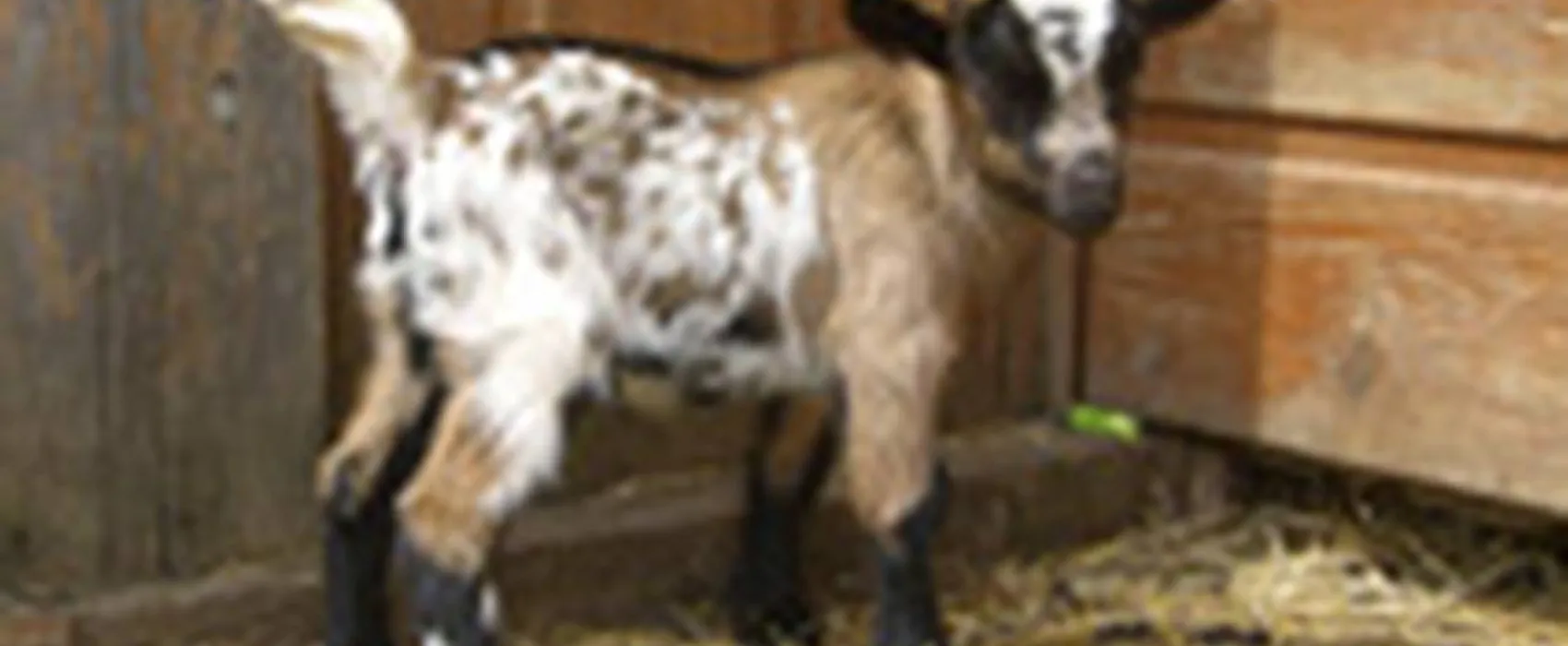 Campingplatz Sonnenhof