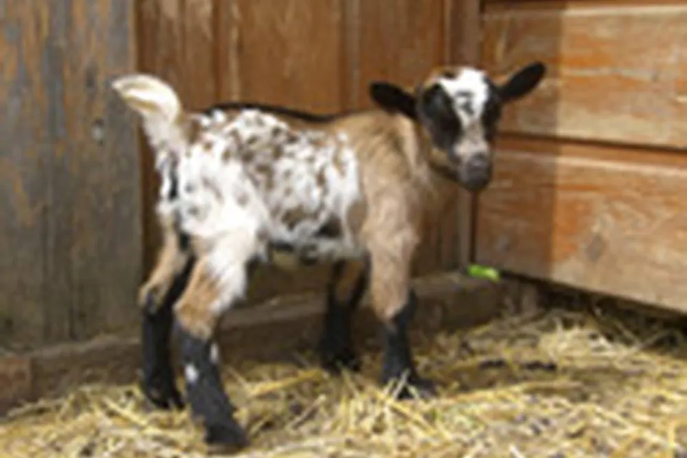 Campingplatz Sonnenhof