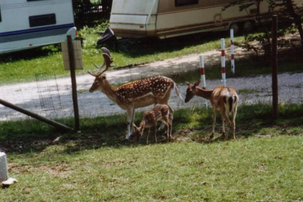 Campingplatz Sonnenhof