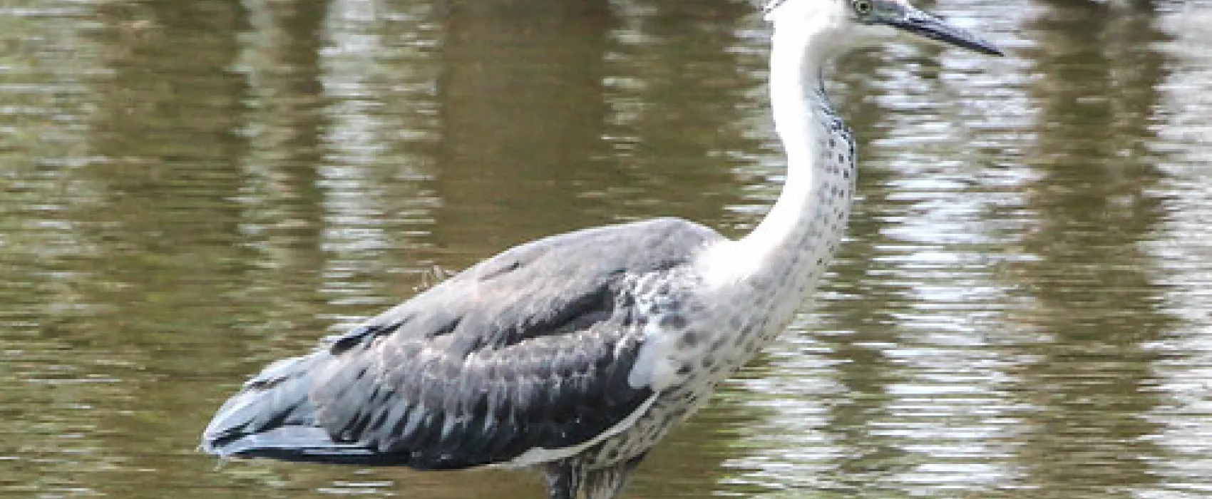 Lake Mournpall Campground