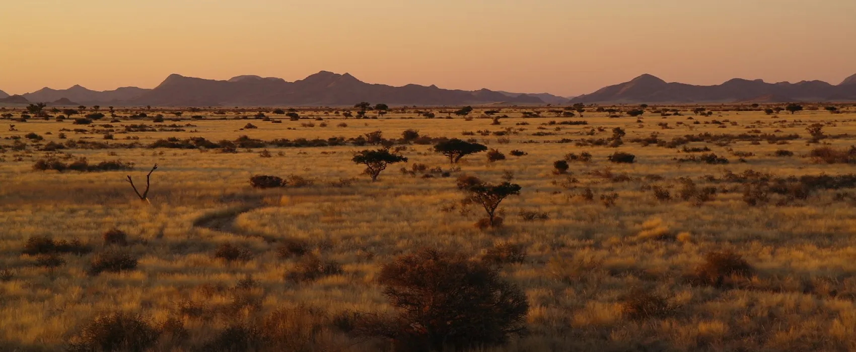 Camp Gecko - Eagle Camp