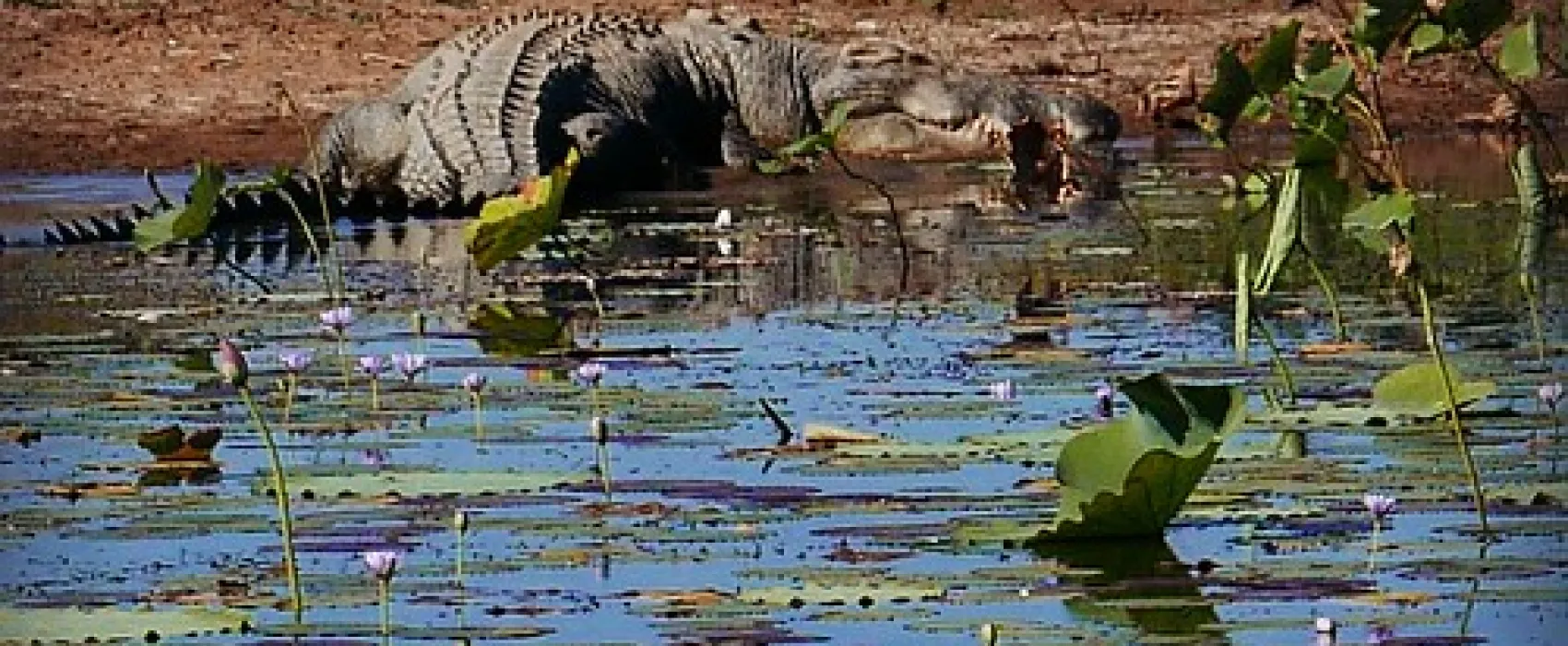 Couzens Lookout Campground