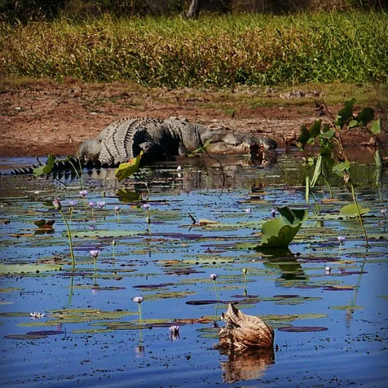 Couzens Lookout Campground