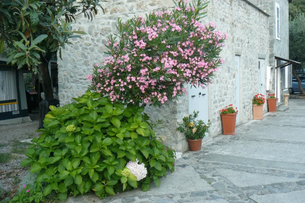 Campeggio degli Ulivi