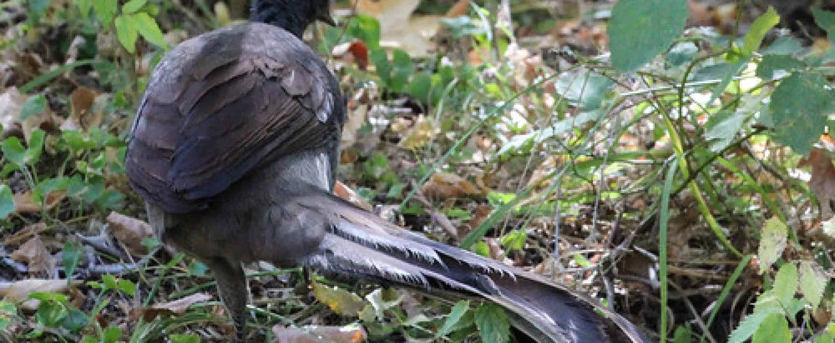 Abercrombie Caves Campground