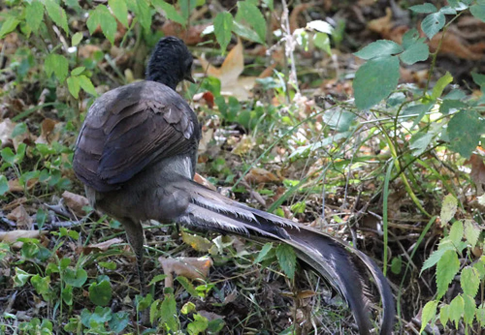 Abercrombie Caves Campground