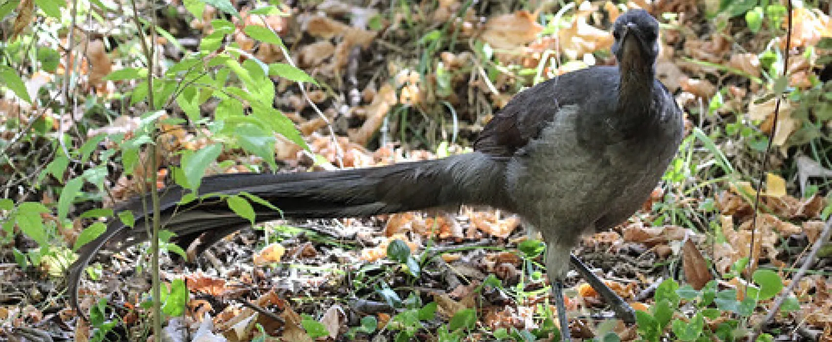 Abercrombie Caves Campground