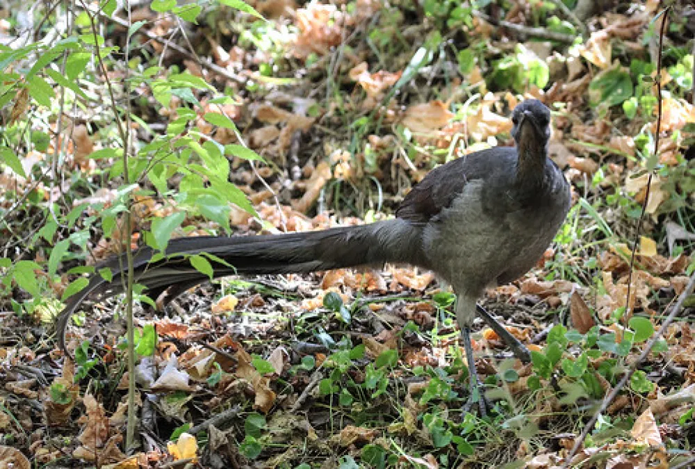 Abercrombie Caves Campground