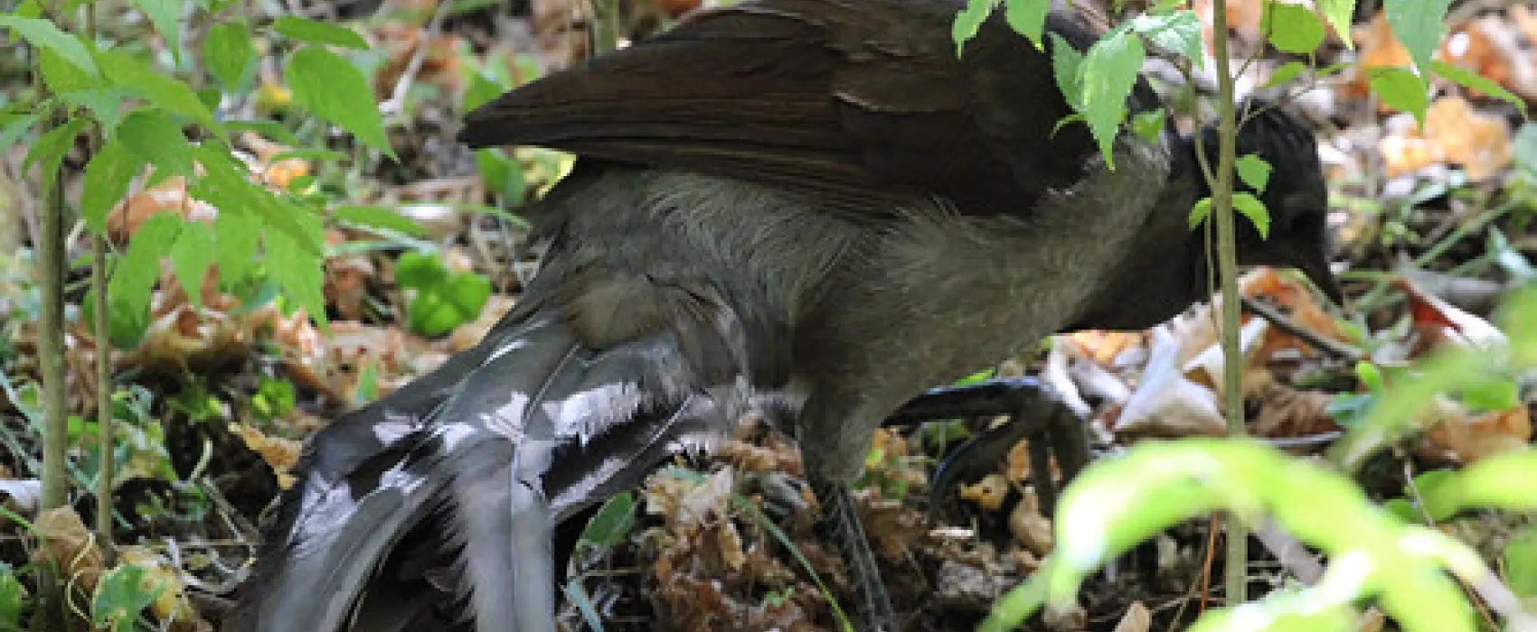 Abercrombie Caves Campground