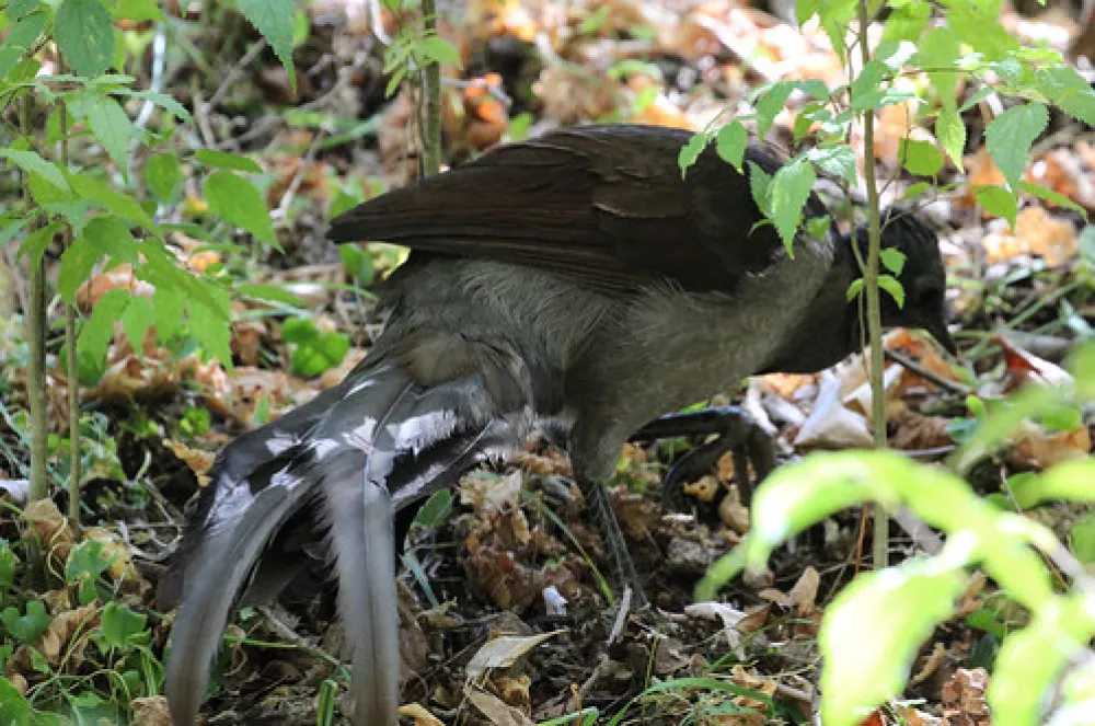Abercrombie Caves Campground