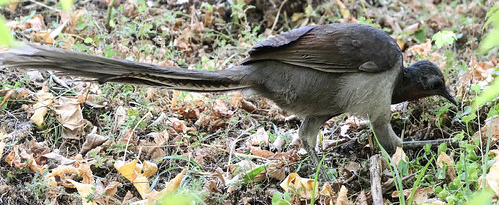 Abercrombie Caves Campground