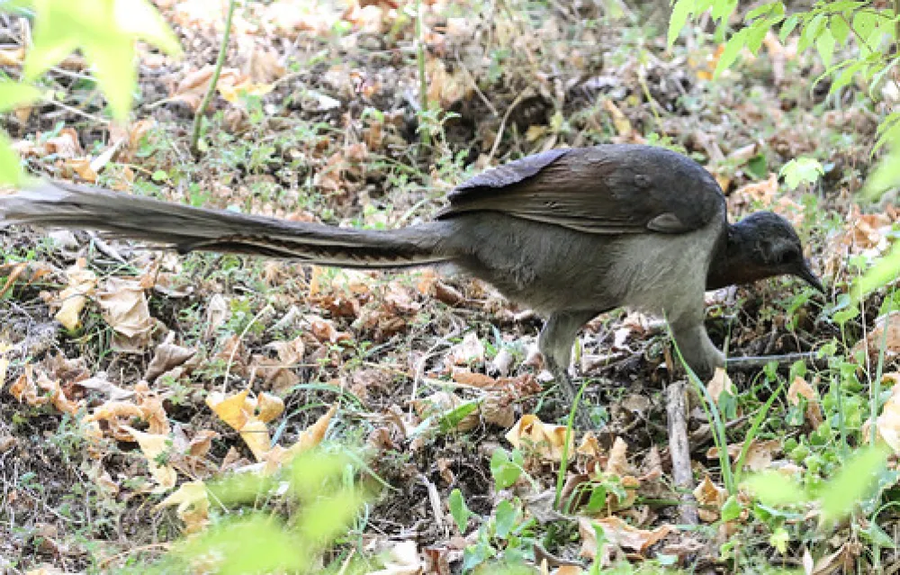 Abercrombie Caves Campground