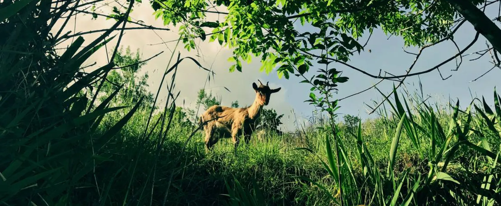 Wild Camping Paladini