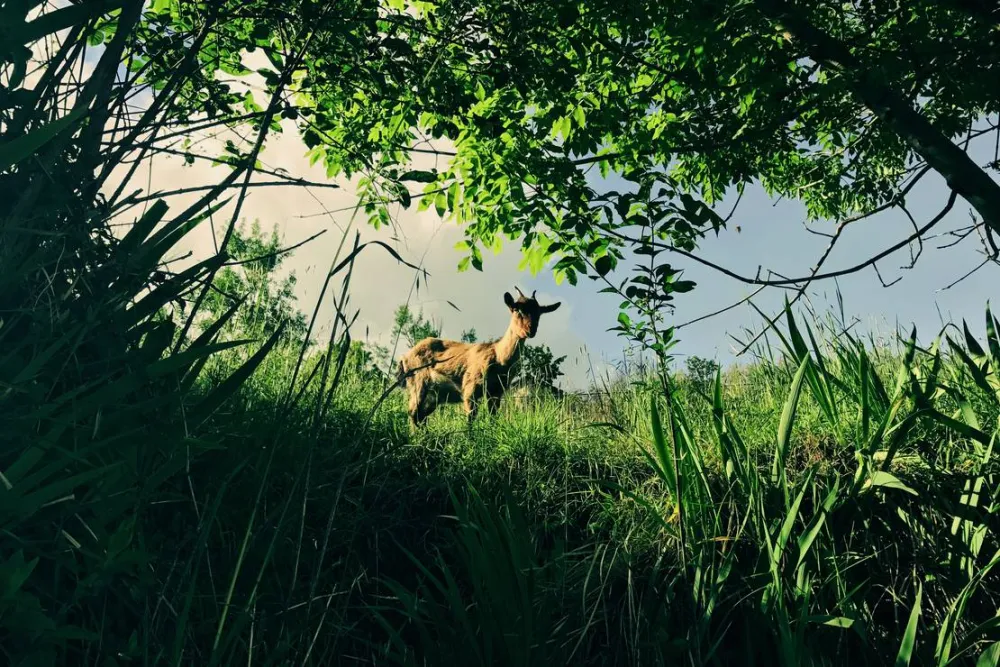 Wild Camping Paladini