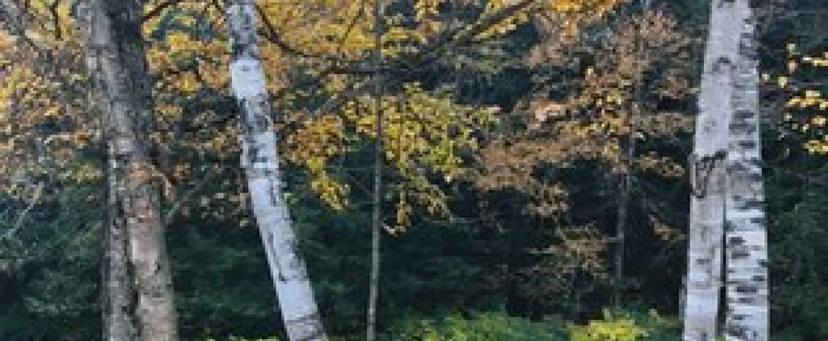 Abel Mountain Campground