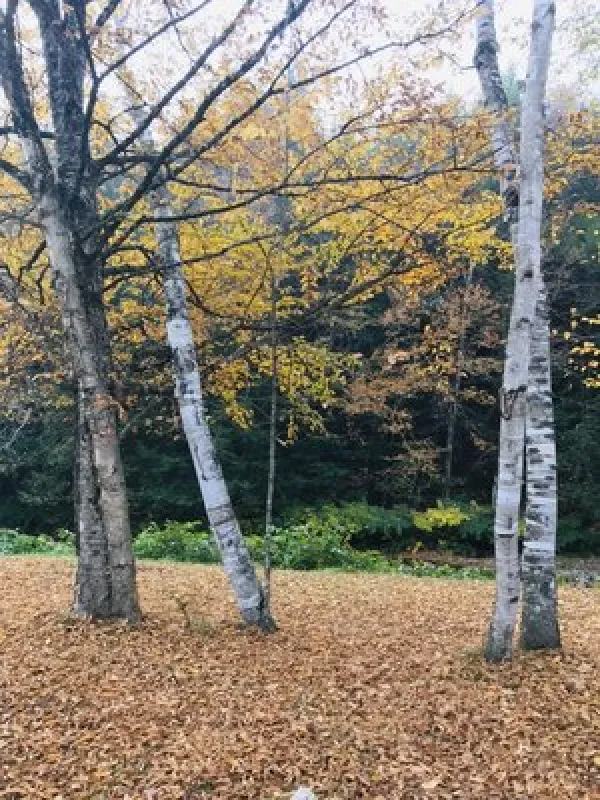 Abel Mountain Campground