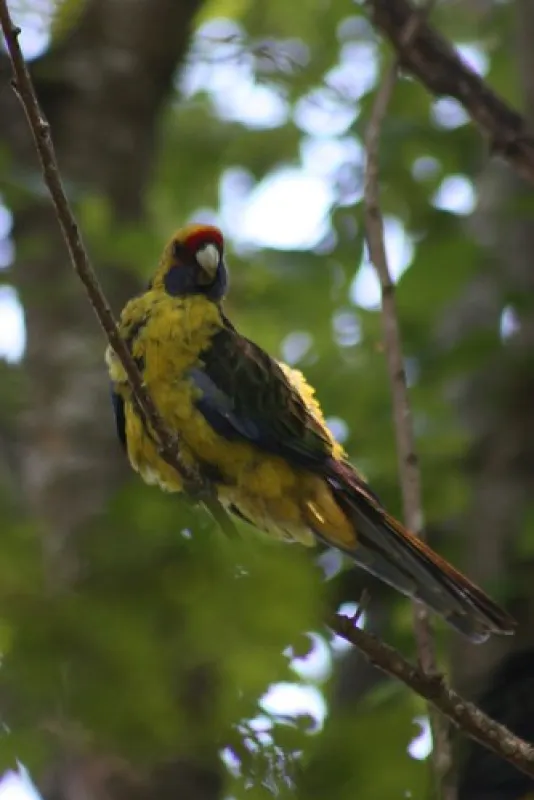 LaTrobe Overnight Camp site Campground