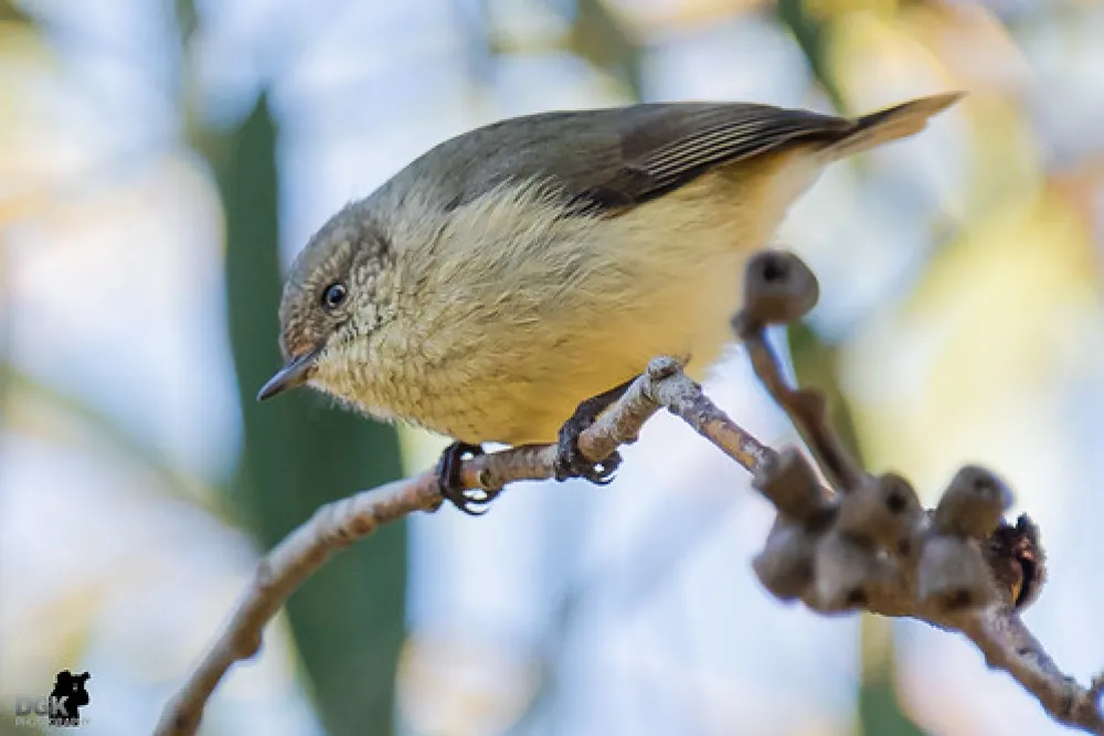 Melville Caves Campground