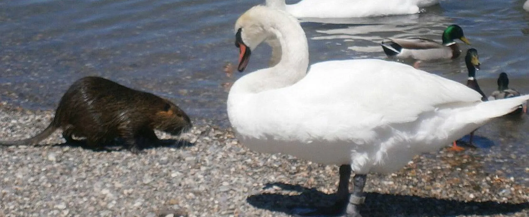 Camping De L'ile Du Rhin